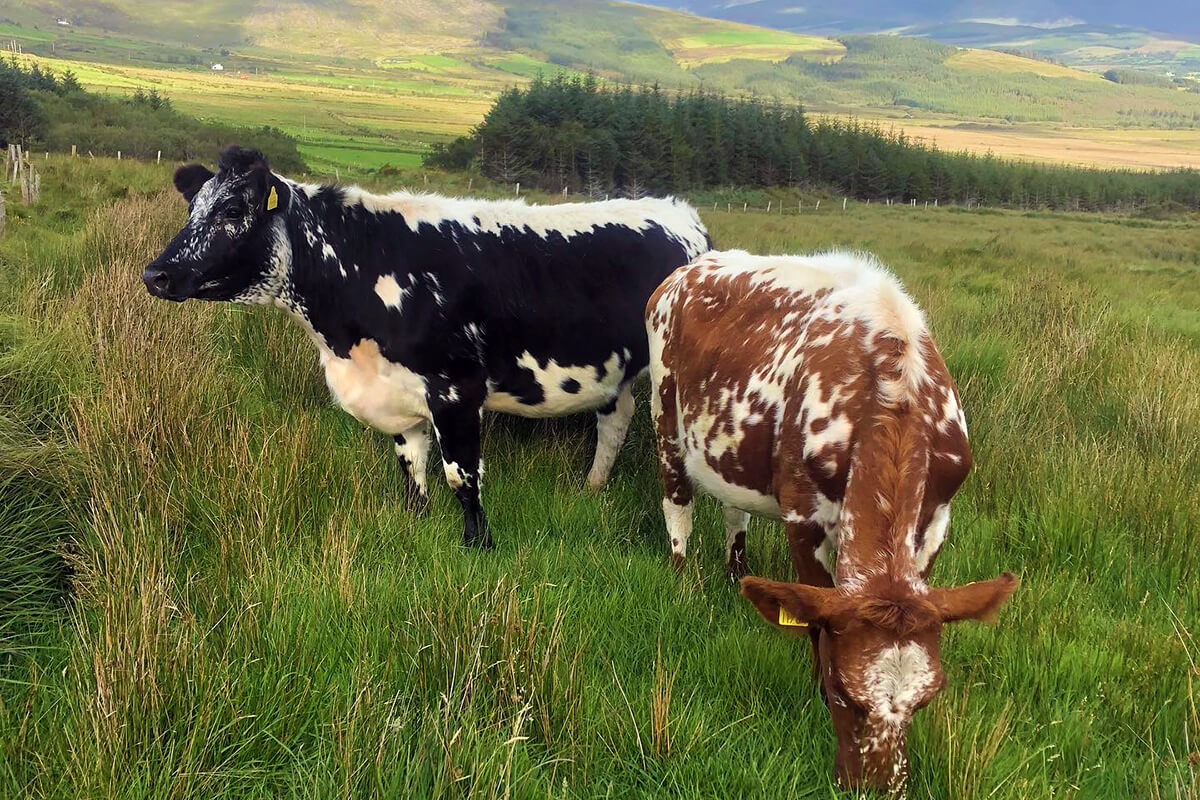 Cattle on the Upland Heath