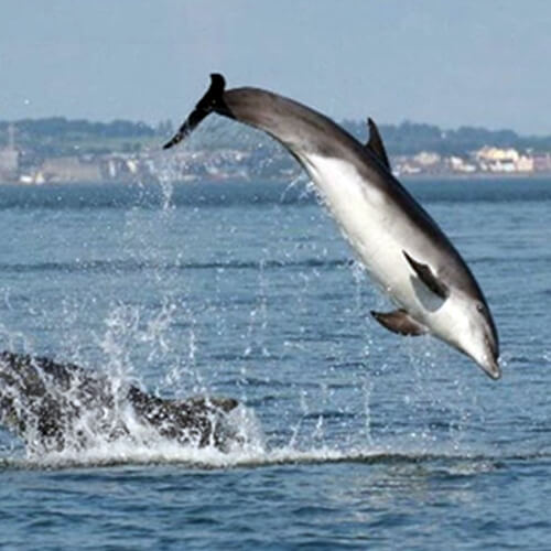 Irish Whale and Dolphin Group