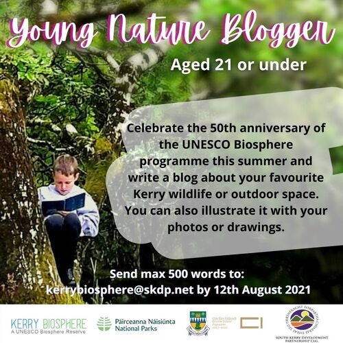 Young Nature blogger, boy sitting in a tree