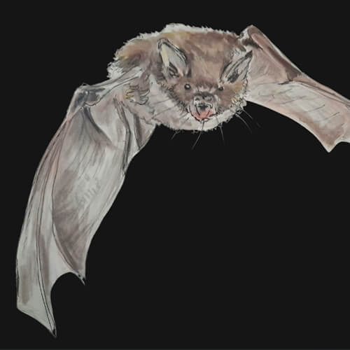 Guided Bat Walk