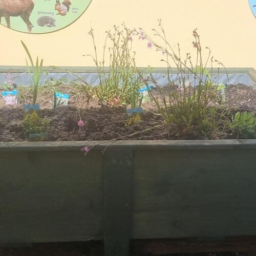 Rainwater Planters Thriving