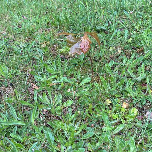 Citizen Science