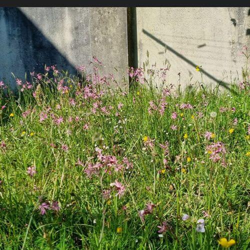 No Mow May