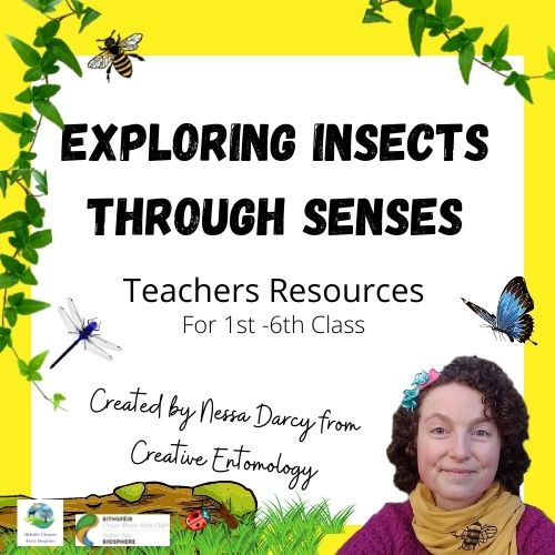 Exploring Insects Through the senses - Teachers Resources